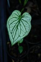 Beautiful Caladium bicolor colorful leaf in the garden. photo