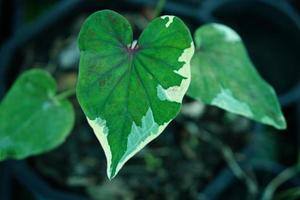 Beautiful Caladium bicolor colorful leaf in the garden. photo