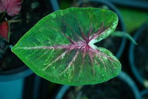 Beautiful Caladium bicolor colorful leaf in the garden. photo
