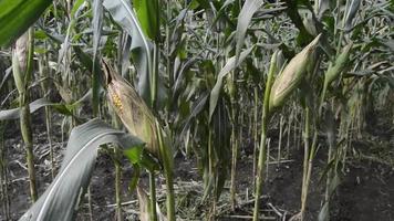 prêt à récolter du maïs dans le jardin video