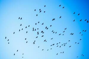 bandada de pájaros vuela en el cielo foto