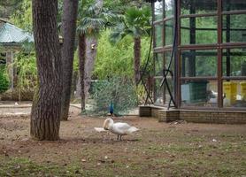 pavo real en el zoológico. zoológico en el parque de la ciudad. ambiente de zoológico. el pavo real extendió su cola. foto