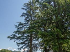 ramas de un árbol conífero contra el cielo. hermoso árbol parte de un árbol. foto