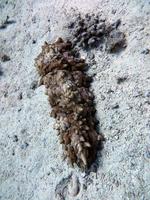 pepino de mar del mar rojo foto