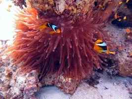 red sea clown fish photo