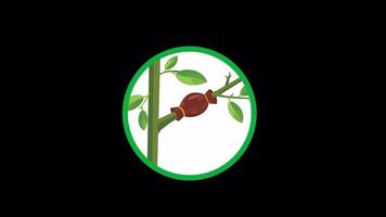 Grafting plants motion infographic.Plants grafts animation with alpha channel.Gardening trees concept video