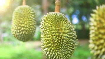 Tropical fruits durian.The king of fruit.Fresh durial on summer season.Seasonal fruits in garden video