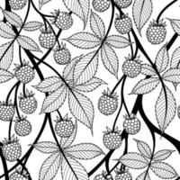 WHITE SEAMLESS VECTOR BACKGROUND WITH BLACK CONTOURED BLACKBERRY FRUITS