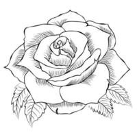 Hand drawn Rose line art drawing Images illustration collection vector