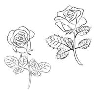 Hand drawn Rose line art drawing Images illustration collection vector