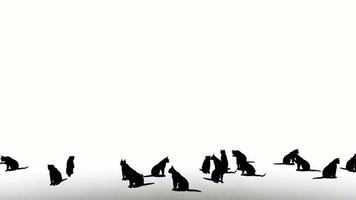 silhouette of cat on white background. silhouette black cats with white screen. design for animation, animal, isolate, silhouette body. video