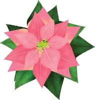 Merry Christmas Poinsettia Flower, different colors flower, can be used this graphic for any kind of merchandise. It is perfect for any project packaging, mugs,  bags, t-shirts, etc. whatever you want vector