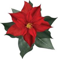 Merry Christmas Poinsettia Flower, can be used this graphic for any kind of merchandise. It is perfect for any project packaging, stationery, mugs,  bags, pillows, t-shirts, etc. whatever you want vector