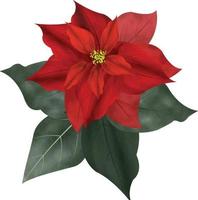 Merry Christmas Poinsettia Flower, can be used this graphic for any kind of merchandise. It is perfect for any project packaging, stationery, mugs,  bags, pillows, t-shirts, etc. whatever you want vector