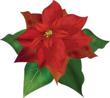 Merry Christmas Poinsettia Flower, can be used this graphic for any kind of merchandise. It is perfect for any project packaging, stationery, mugs,  bags, pillows, t-shirts, etc. whatever you want vector