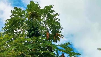bela árvore de mamão na natureza tropical em puerto escondido méxico. video