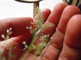 Woman Holding Tiny Flowers in Hand In Karachi Pakistan 2022 photo