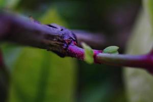 hojas verdes en el jardín en karachi pakistán 2022 foto