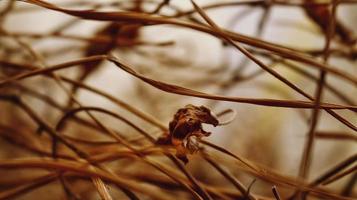 Closeup Of Dried Leaves and Twigs In Forest in Karachi Pakistan 2022 photo
