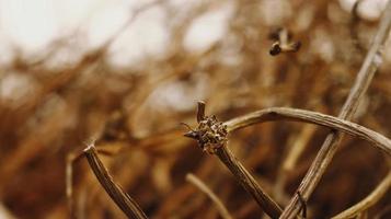 Closeup Of Dried Leaves and Twigs In Forest in Karachi Pakistan 2022 photo