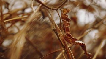 Closeup Of Dried Leaves and Twigs In Forest in Karachi Pakistan 2022 photo