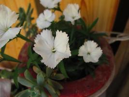 Closeup Shots Of Bright Colorful Flowers in Botanical Garden in Karachi Pakistan 2022 photo