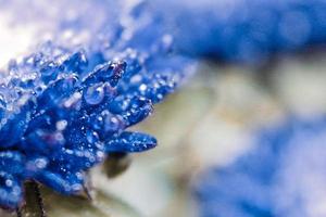 Closeup Of Dew Drops On Dark Blue Flowers in Karachi Pakistan 2022 photo