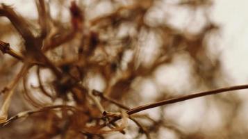 Closeup Of Dried Leaves and Twigs In Forest in Karachi Pakistan 2022 photo