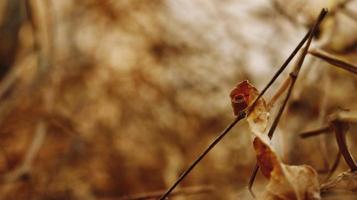 Closeup Of Dried Leaves and Twigs In Forest in Karachi Pakistan 2022 photo