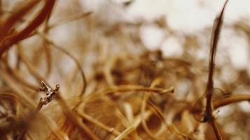 Closeup Of Dried Leaves and Twigs In Forest in Karachi Pakistan 2022 photo