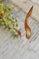 Dry Leaf Falling From Tree In Mid Air Shot In Karachi Pakistan 2022 photo