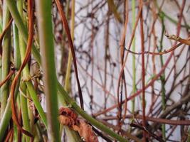 Green Leaves In The Garden In Karachi Pakistan 2022 photo