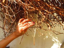 mano de mujer a la luz del sol en un arbusto seco en karachi pakistán 2022 foto