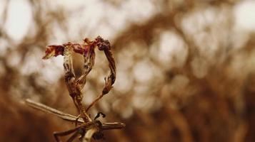 Closeup Of Dried Leaves and Twigs In Forest in Karachi Pakistan 2022 photo