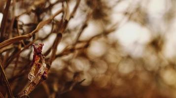 Closeup Of Dried Leaves and Twigs In Forest in Karachi Pakistan 2022 photo