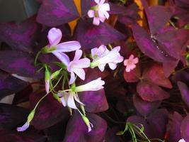 Closeup Shots Of Bright Colorful Flowers in Botanical Garden in Karachi Pakistan 2022 photo