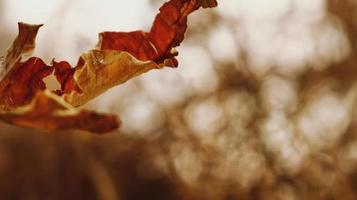 Closeup Of Dried Leaves and Twigs In Forest in Karachi Pakistan 2022 photo