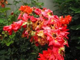Closeup Shots Of Bright Colorful Flowers in Botanical Garden in Karachi Pakistan 2022 photo