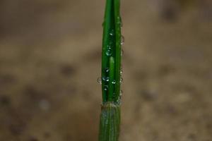 Closeup Of Green Leaves In Garden in Karachi Pakistan 2022 photo