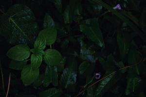 Green Leaves In The Garden In Karachi Pakistan 2022 photo