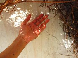 mano de mujer a la luz del sol en un arbusto seco en karachi pakistán 2022 foto