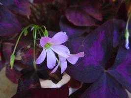 Closeup Shots Of Bright Colorful Flowers in Botanical Garden in Karachi Pakistan 2022 photo