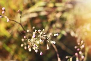 Closeup Of Bushes and Twigs In Garden Under Sunlight in Karachi Pakistan 2022 photo