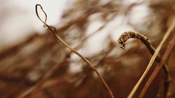 Closeup Of Dried Leaves and Twigs In Forest in Karachi Pakistan 2022 photo