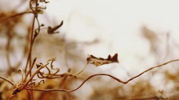 Closeup Of Dried Leaves and Twigs In Forest in Karachi Pakistan 2022 photo