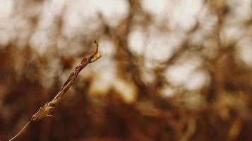 Closeup Of Dried Leaves and Twigs In Forest in Karachi Pakistan 2022 photo