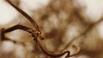 Closeup Of Dried Leaves and Twigs In Forest in Karachi Pakistan 2022 photo