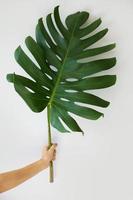 Tropical leaf Monstera deliciosa on white background photo