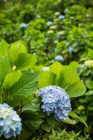 Beautiful blue hydrangea flowers in the field photo