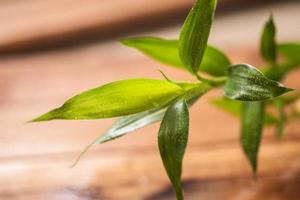 cerca de las hojas de la planta de bambú foto